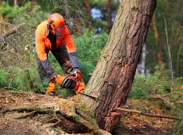Best Root Management and Removal  in Mertzon, TX