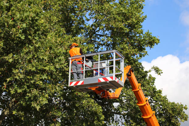 Best Tree Health Inspection  in Mertzon, TX