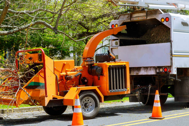 Best Tree Removal  in Mertzon, TX