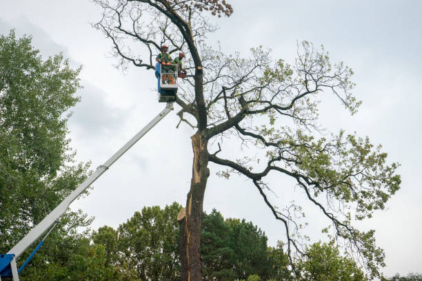 Best Seasonal Cleanup (Spring/Fall)  in Mertzon, TX