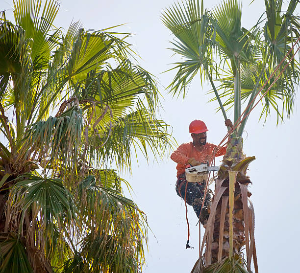 How Our Tree Care Process Works  in  Mertzon, TX
