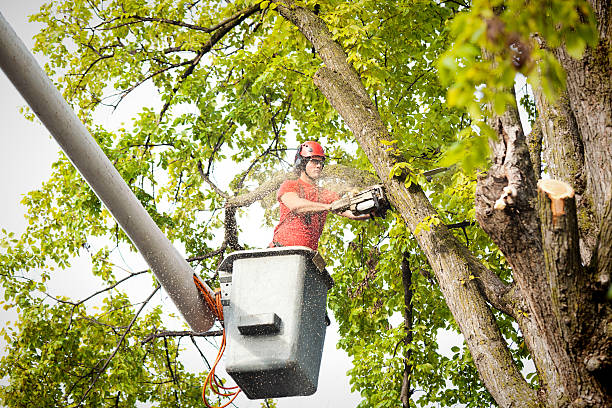 Professional Tree Services in Mertzon, TX