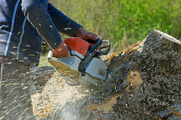 Best Tree and Shrub Care  in Mertzon, TX